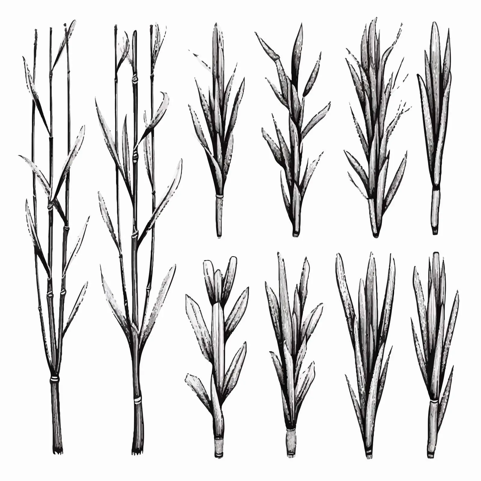 Hand Drawn Sugar Cane Vector Illustrations Set — free download from Dotvec