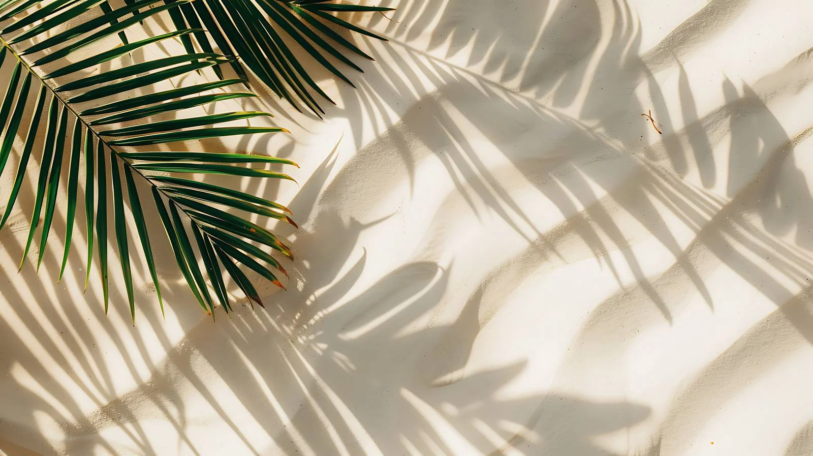 Tropical Beach Palm Leaf Shadow — free download from Dotvec