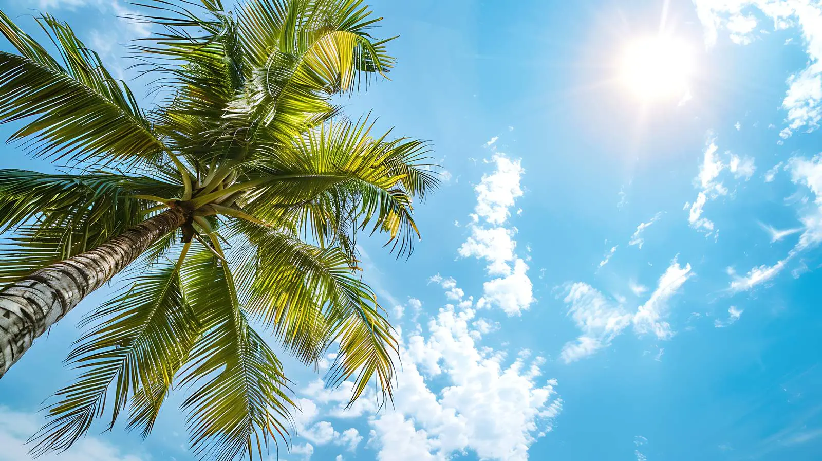 Tropical Green Coconut Palm Tree Against Blue Sky — free download from Dotvec