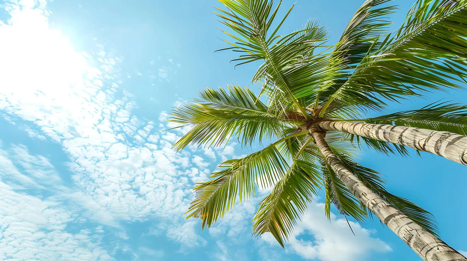 Tropical Green Coconut Palm Tree Against Blue Sky – free south image from Dotvec