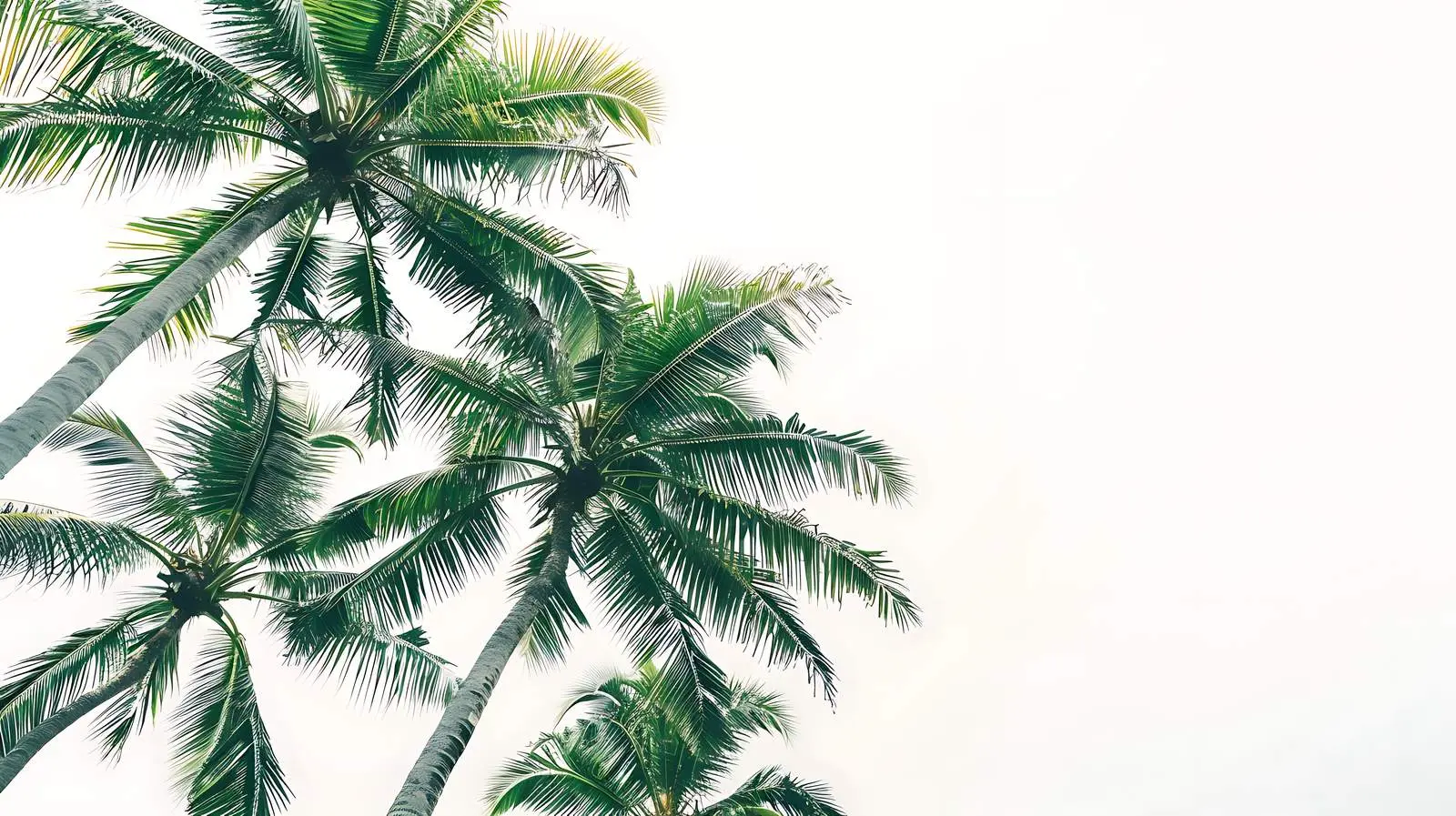 Tropical Coconut Palm Trees on White Background — free download from Dotvec