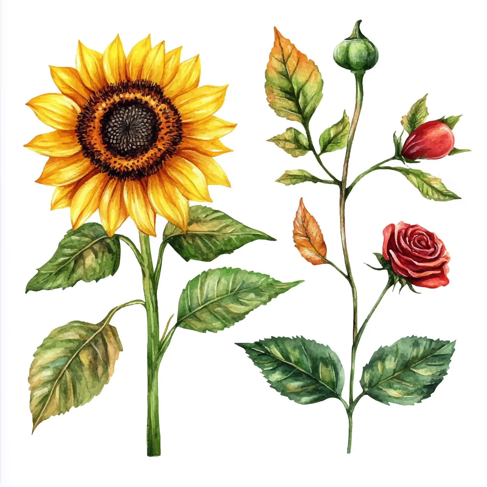 Watercolor Sunflower Poppy and Rosehip Leaves Set — free download from Dotvec