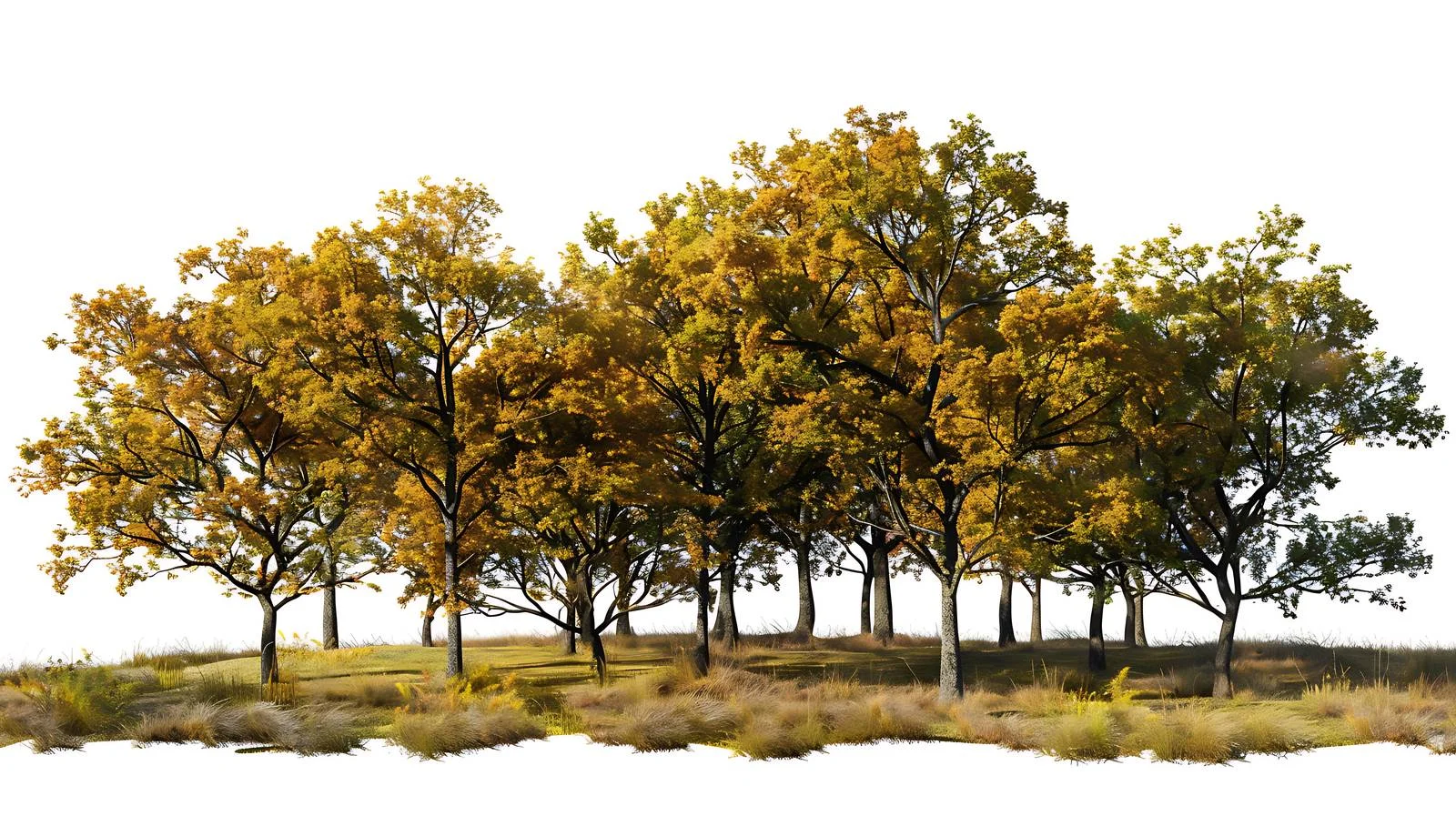 Vibrant Oak Forest on Sunny Autumn Day — free download from Dotvec