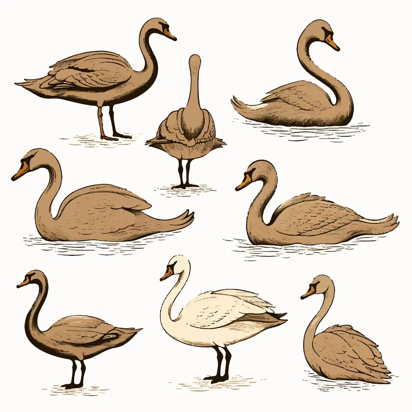 Bronze Line Art Swan Silhouettes Vector Set — free download from Dotvec