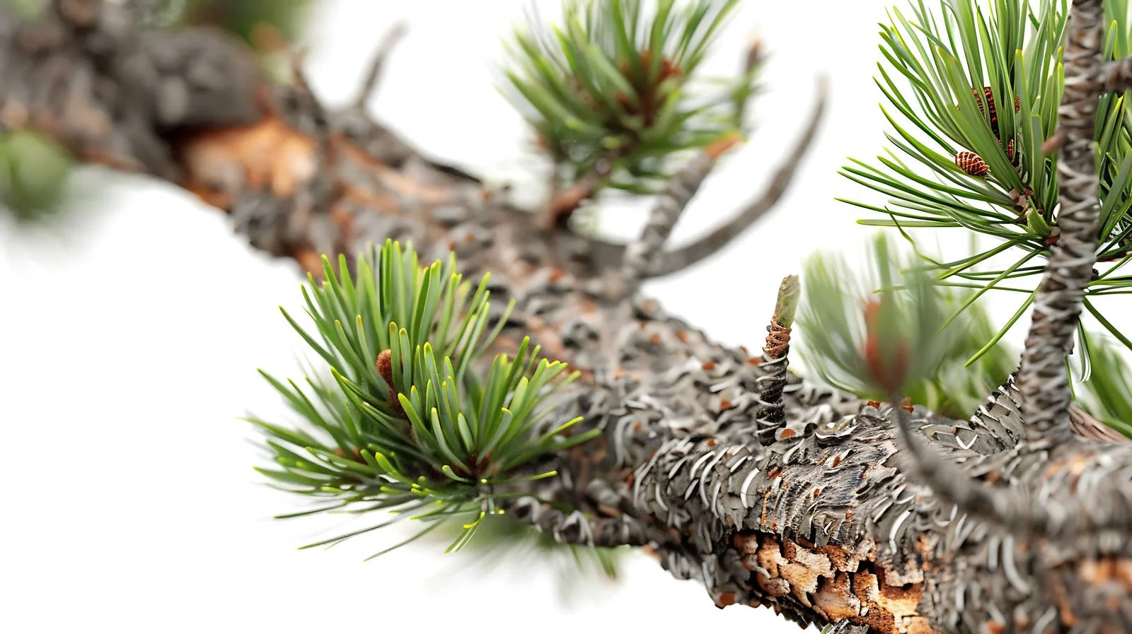 Detailed View of Tamarack Pine in Sawtooth Mountains — free download from Dotvec