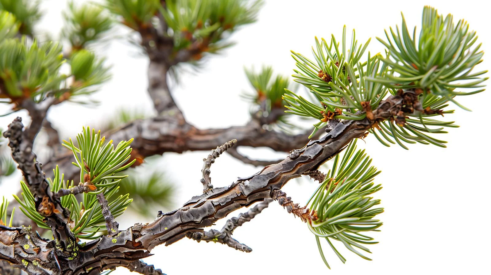 Detailed Tamarack Pine Macro in Sawtooth Mountain – free coniferous image from Dotvec