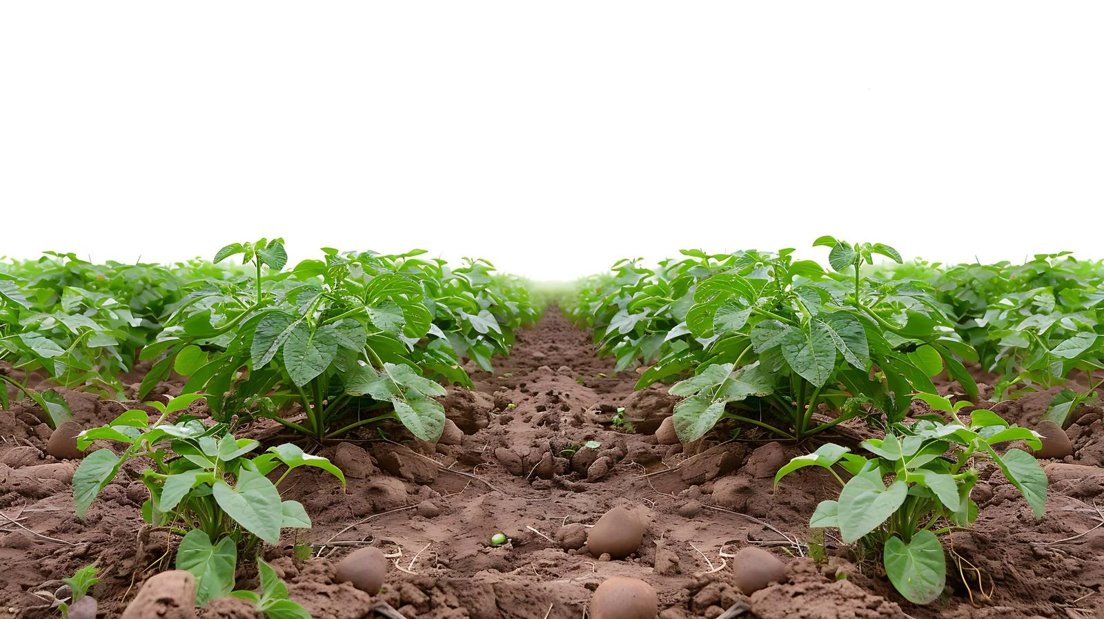 Tapioca & Potato Farming Overview — free download from Dotvec