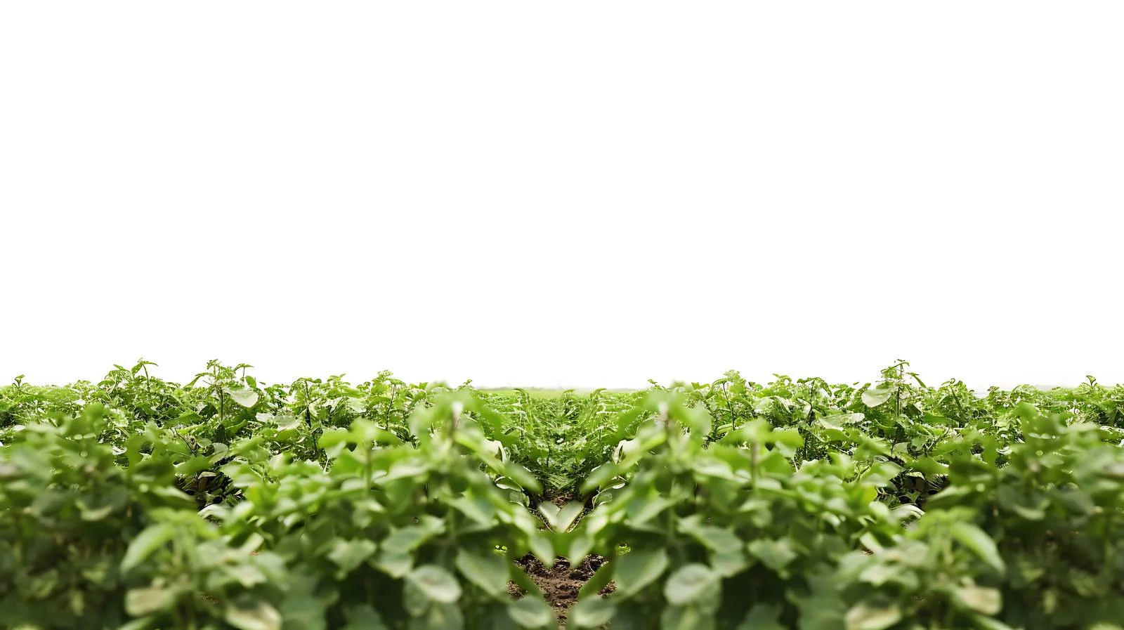 Tapioca & Potato Farming Overview — free download from Dotvec