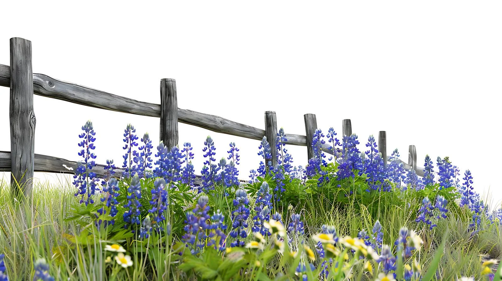 Bluebonnets and Ranch Fence in Texas Hill Country — free download from Dotvec
