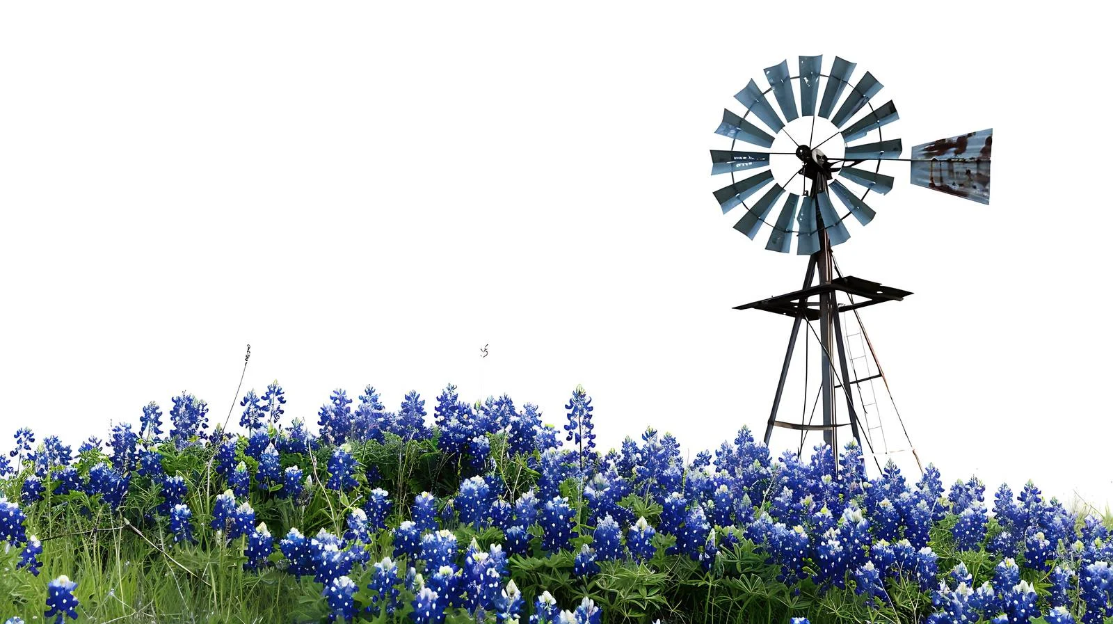Texas Hillside Bluebonnets and Windmill View — free download from Dotvec