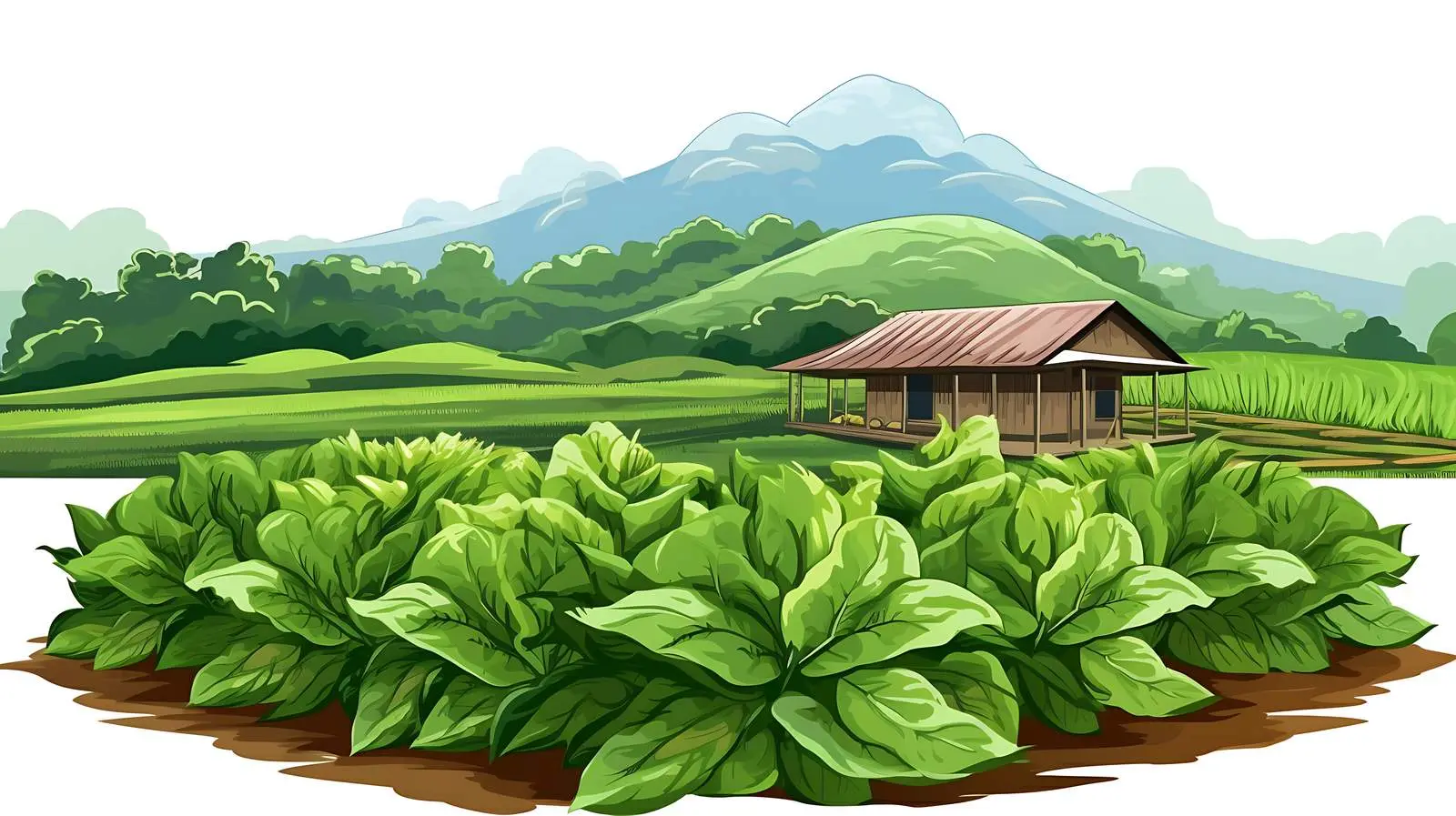 Tobacco Farming in Thailand — free download from Dotvec