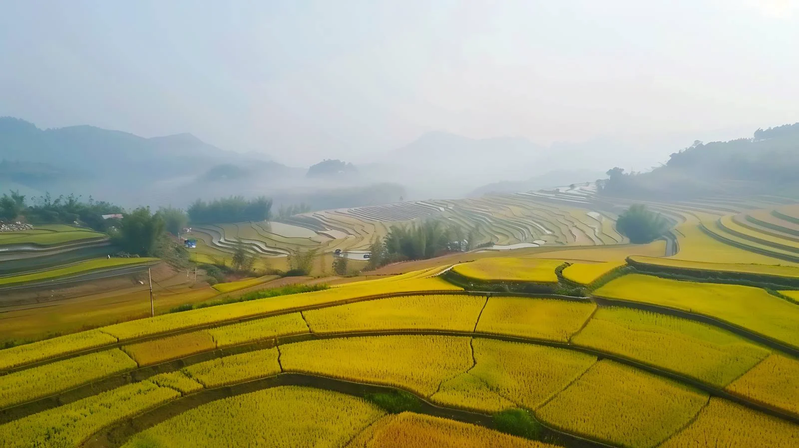 Aerial View of Autumn Rice Fields — free download from Dotvec