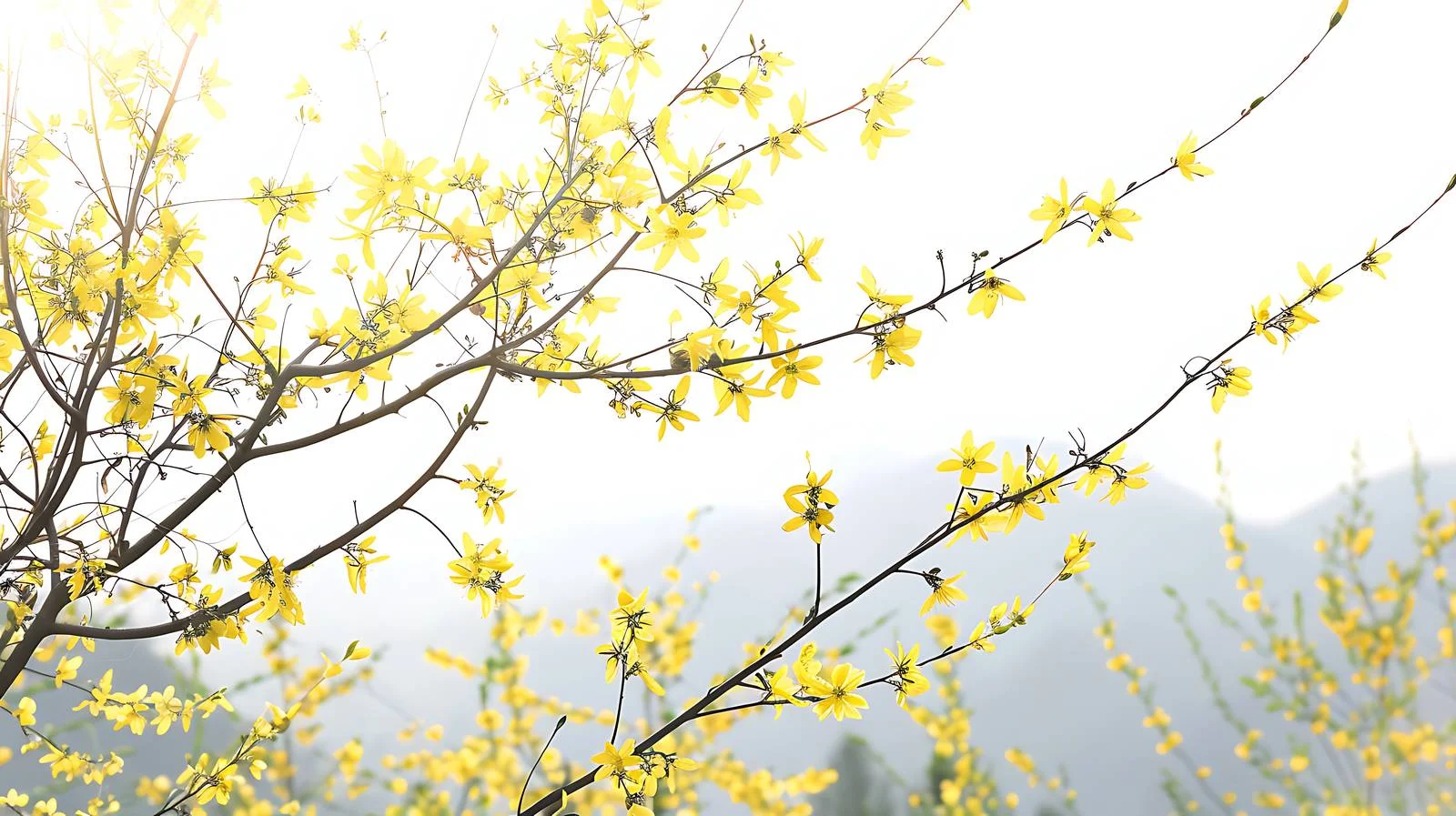 Vibrant Forsythia Blooms in Mountainous Landscape — free download from Dotvec