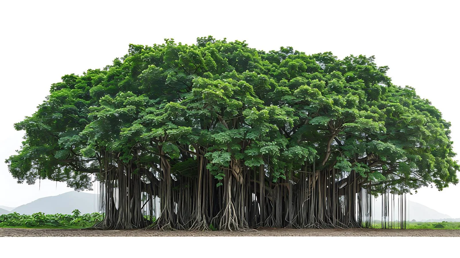 Majestic Millennium Banyan Tree Enchantment — free download from Dotvec