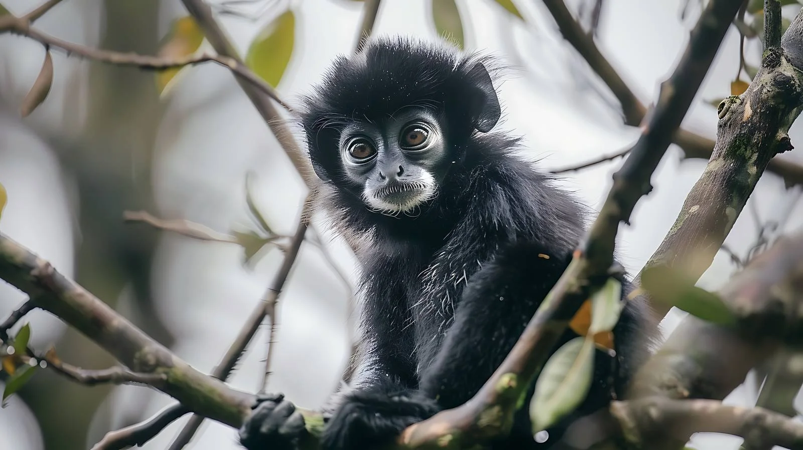 Elegant Black Leaf Monkey in Wangping Nanc — free download from Dotvec