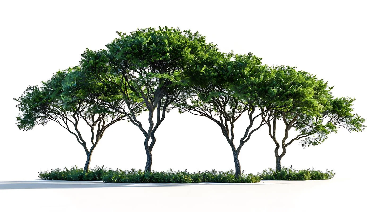 Sparse Tree Canopies on White Background — free download from Dotvec