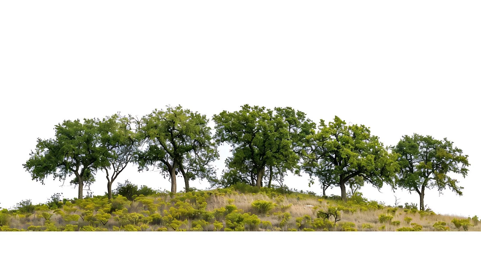 Vibrant Spring Trees on Texas Hillside — free download from Dotvec