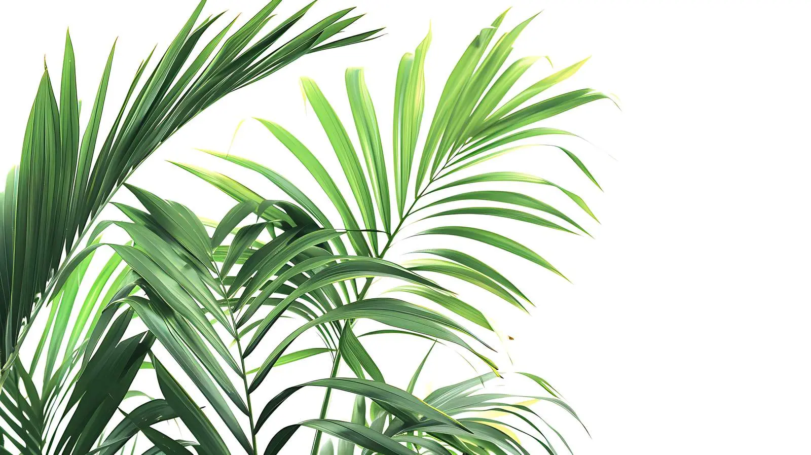 Tropical Palm Leaves on Pastel Pink Background — free download from Dotvec