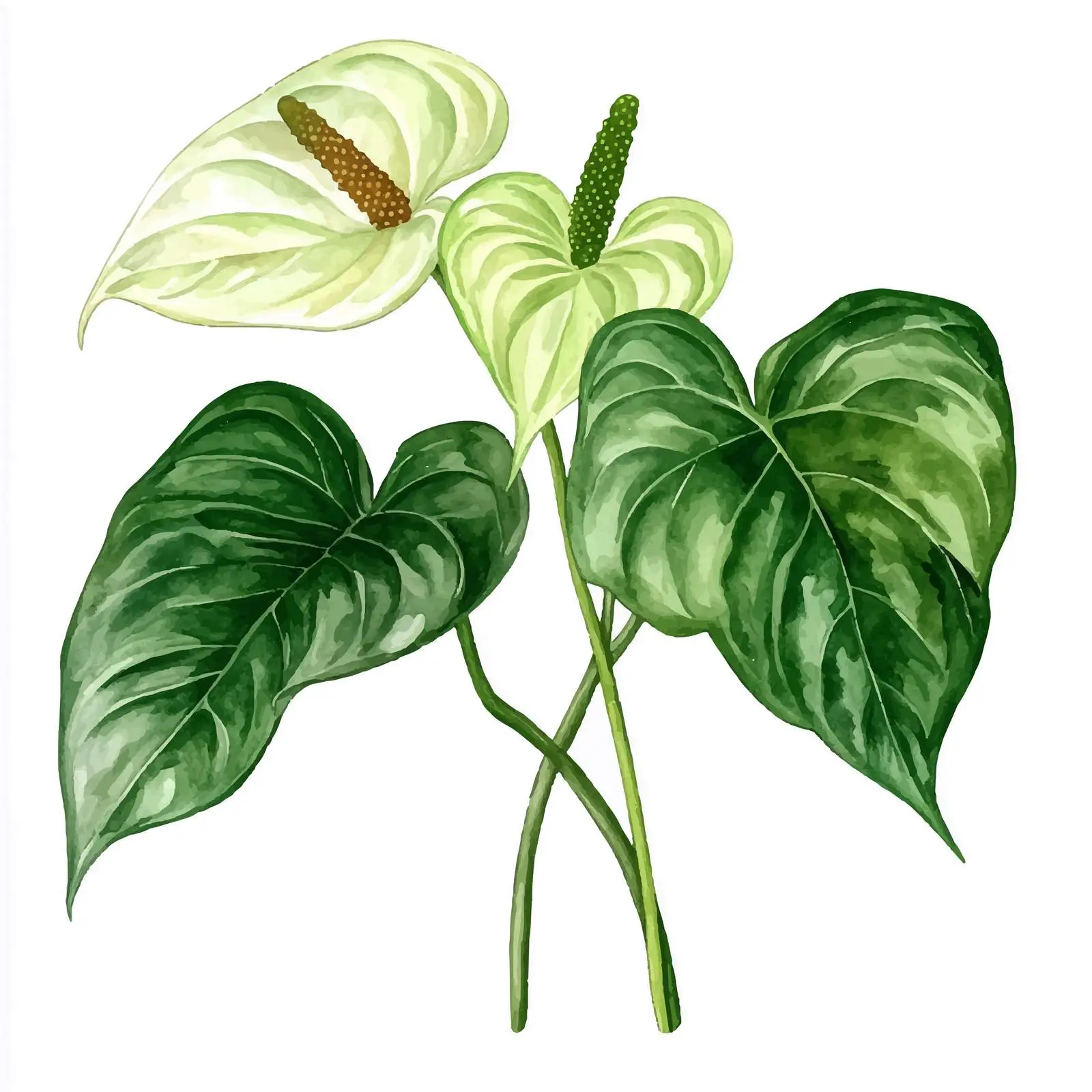 Anthurium Tropical Leaves on White Background — free download from Dotvec