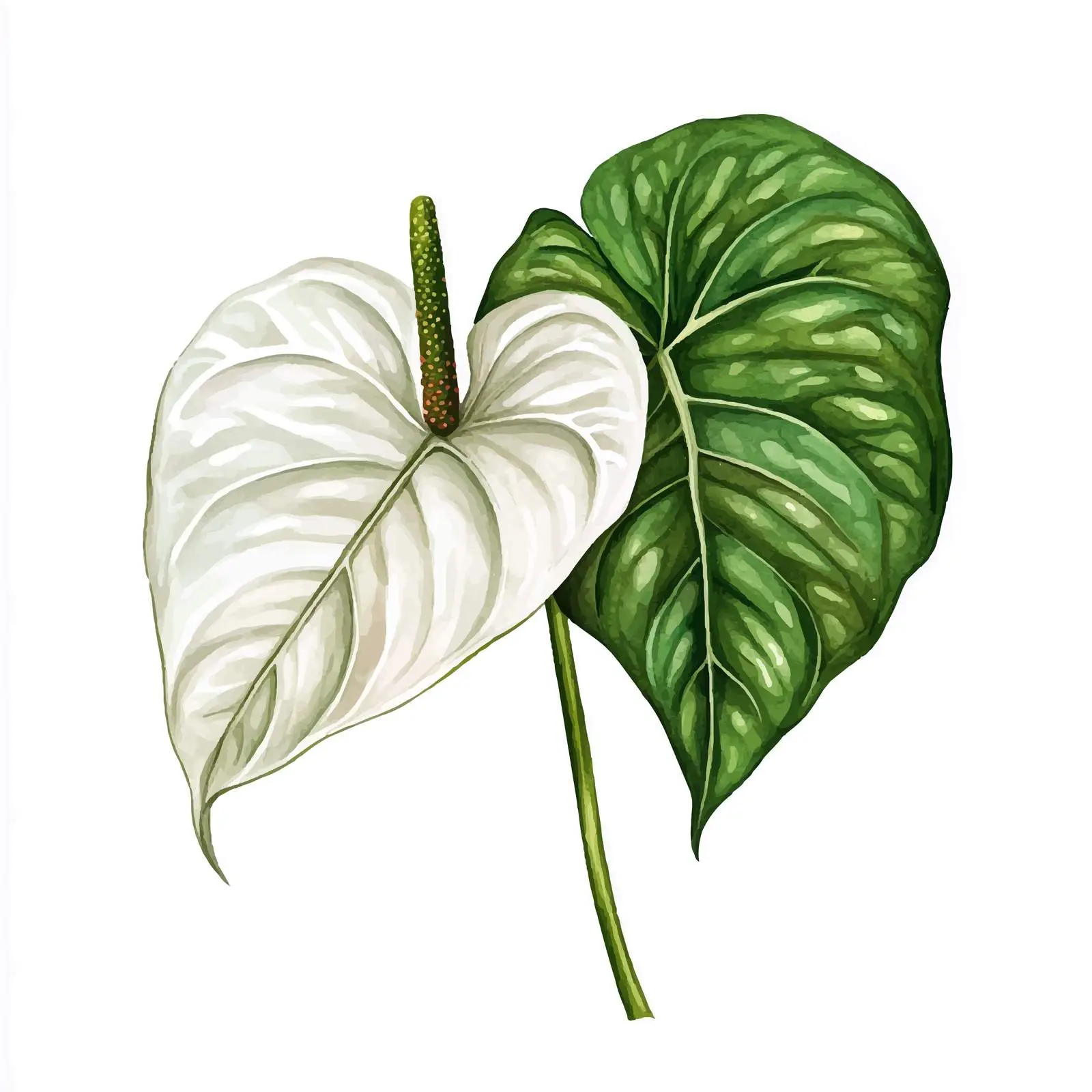 Anthurium Tropical Leaves on White Background — free download from Dotvec