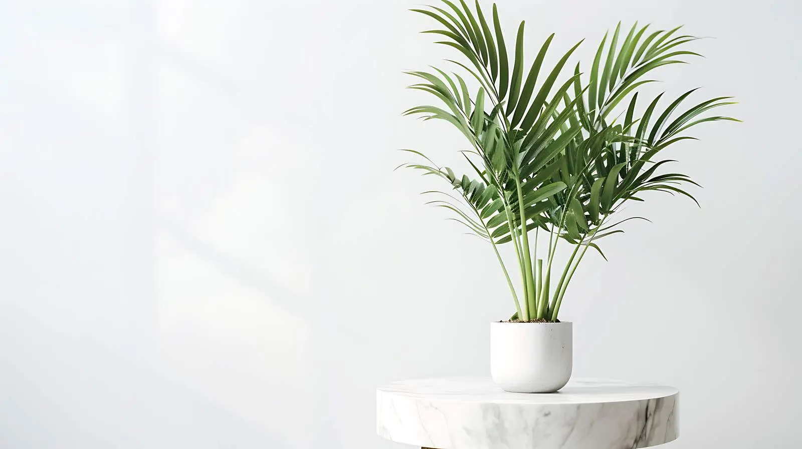 Tropical Palm Plant on Marble Side Table — free download from Dotvec