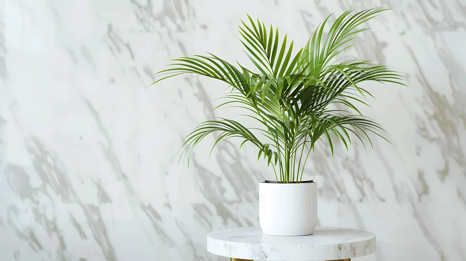 Tropical Palm Plant in Minimalist Decor – free home life image from Dotvec