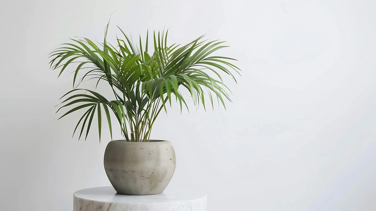 Tropical Palm Plant on Minimal Marble Table – free tranquil environment image from Dotvec