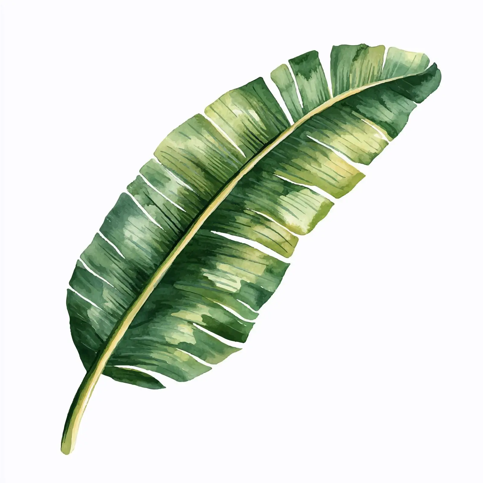Watercolor Tropical Palm Leaf on White Background — free download from Dotvec