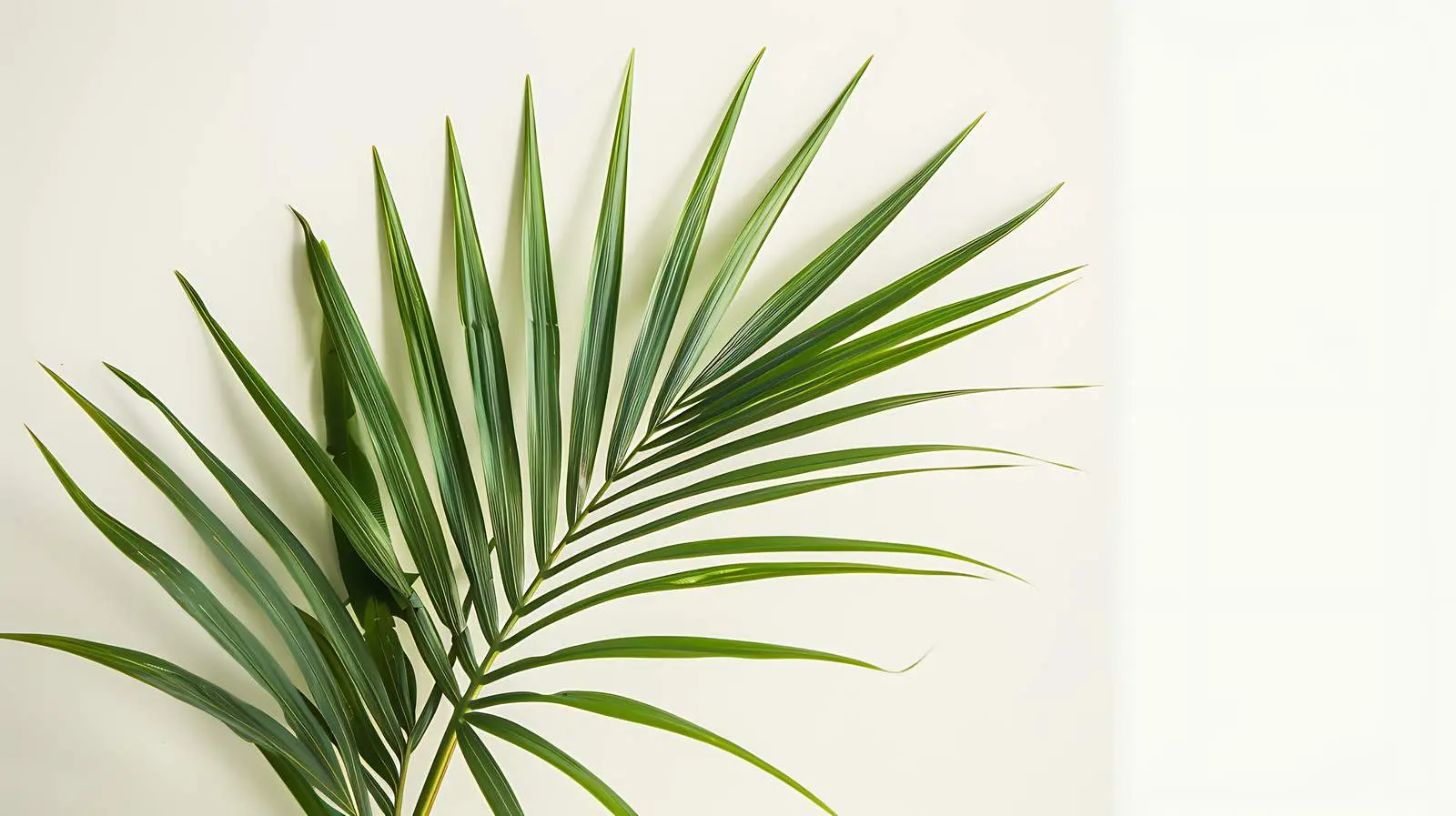 Minimalist Tropical Palm Leaf Against Neutral Wall — free download from Dotvec