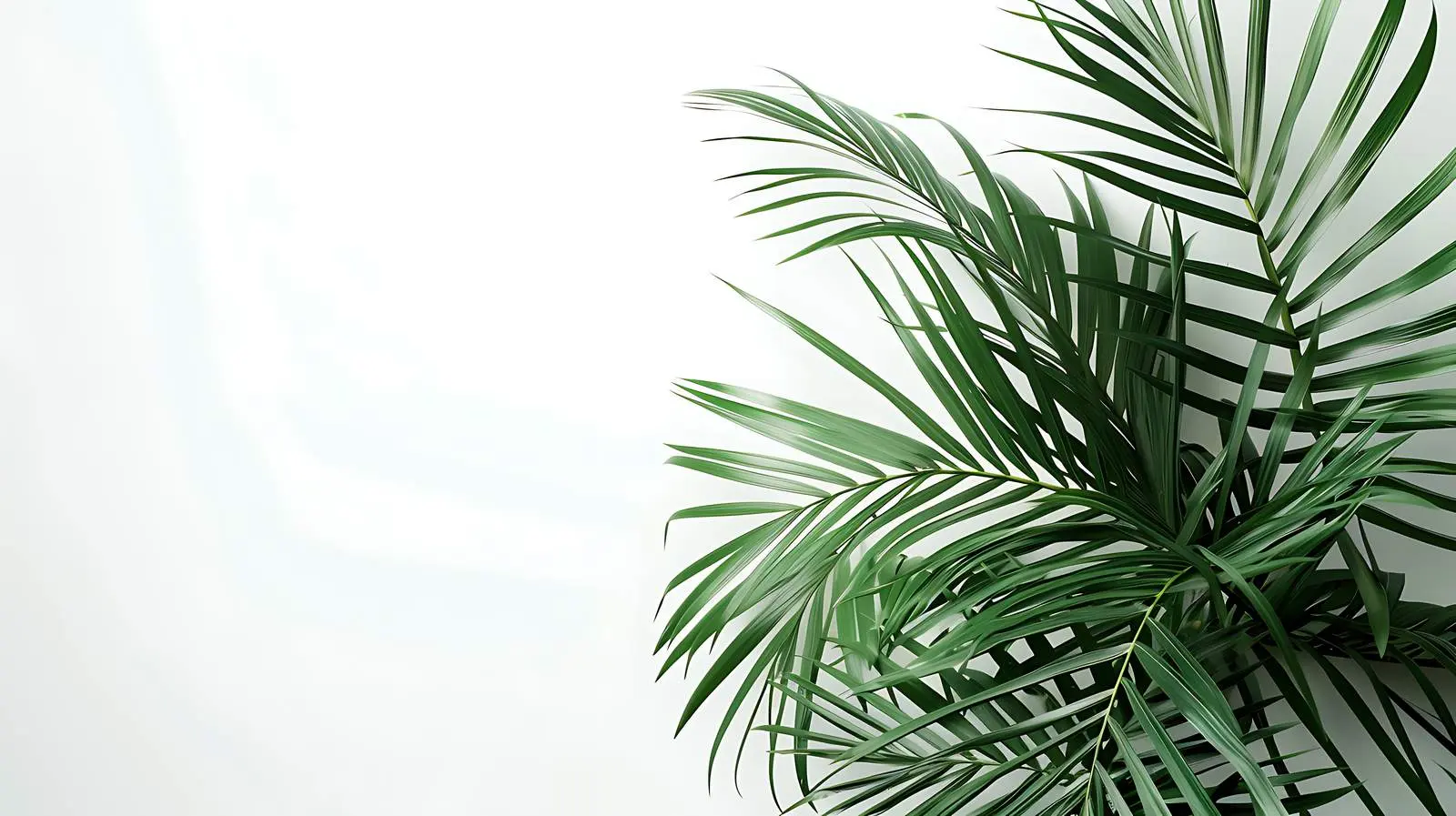 Tropical Palm Leaf on Neutral Wall — free download from Dotvec