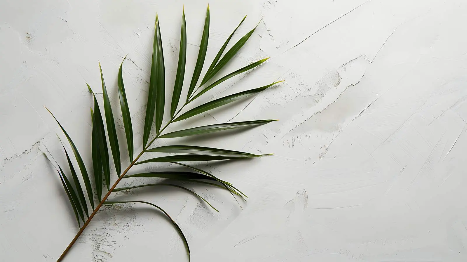 Minimalist Palm Leaf Stem on Neutral Wall — free download from Dotvec