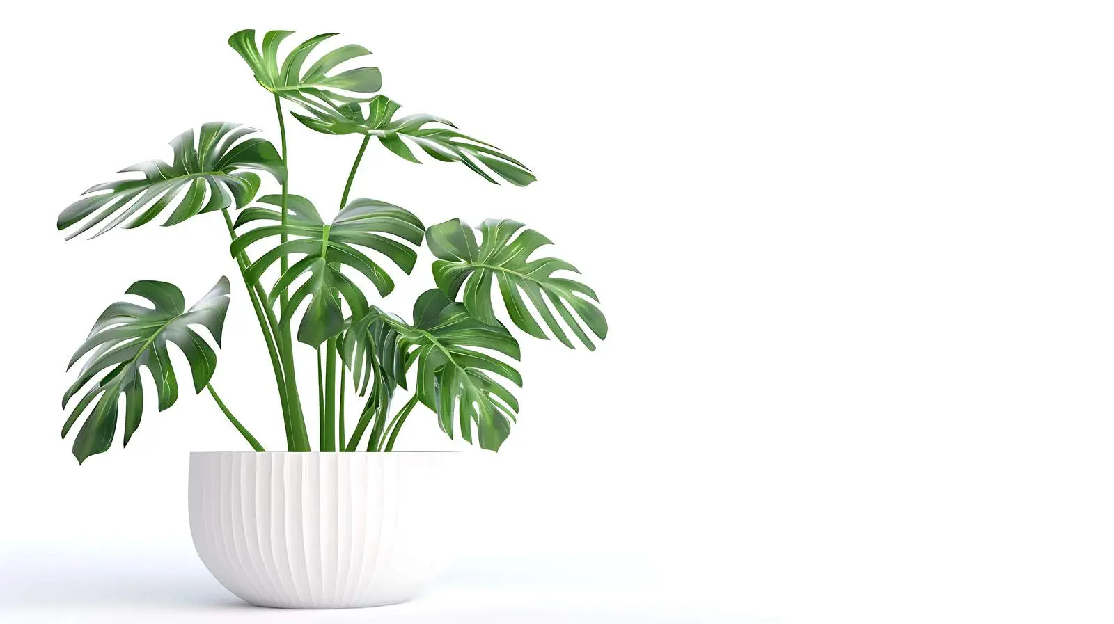 Monstera Plant in Flowerpot on White Background — free download from Dotvec