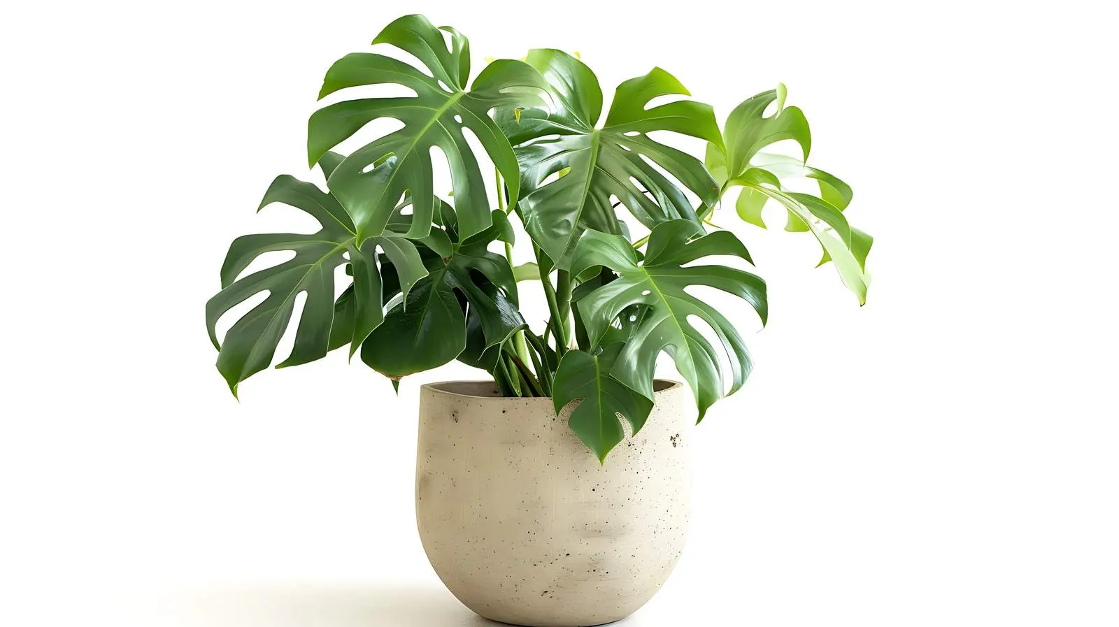 Monstera Plant in White Flowerpot – free plant lover image from Dotvec