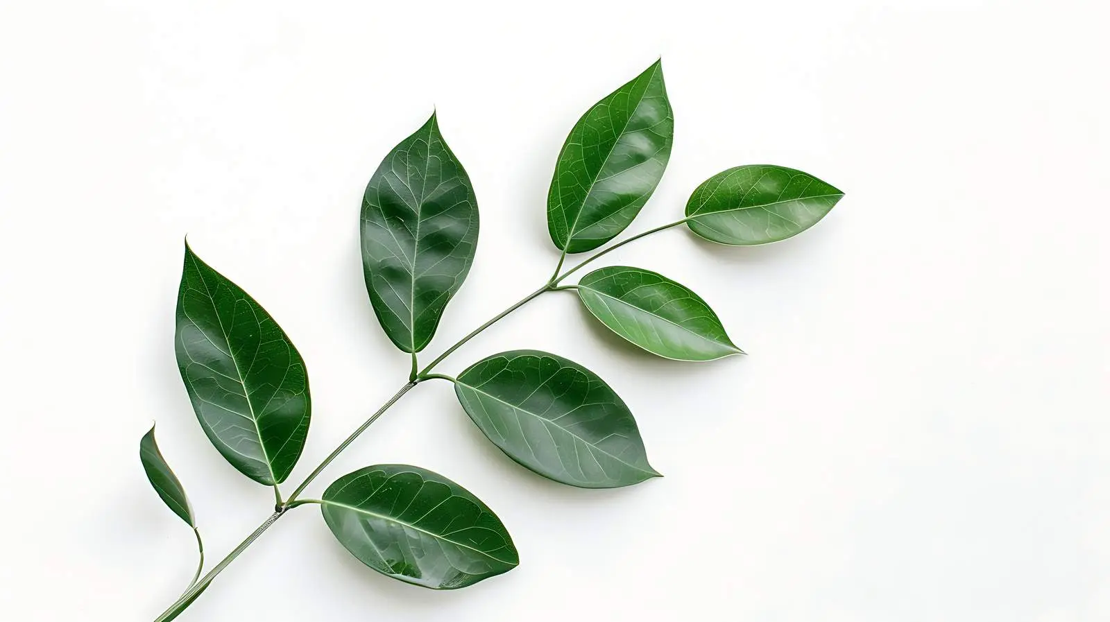 Tropical Plant Stem with Leaves on White Background — free download from Dotvec