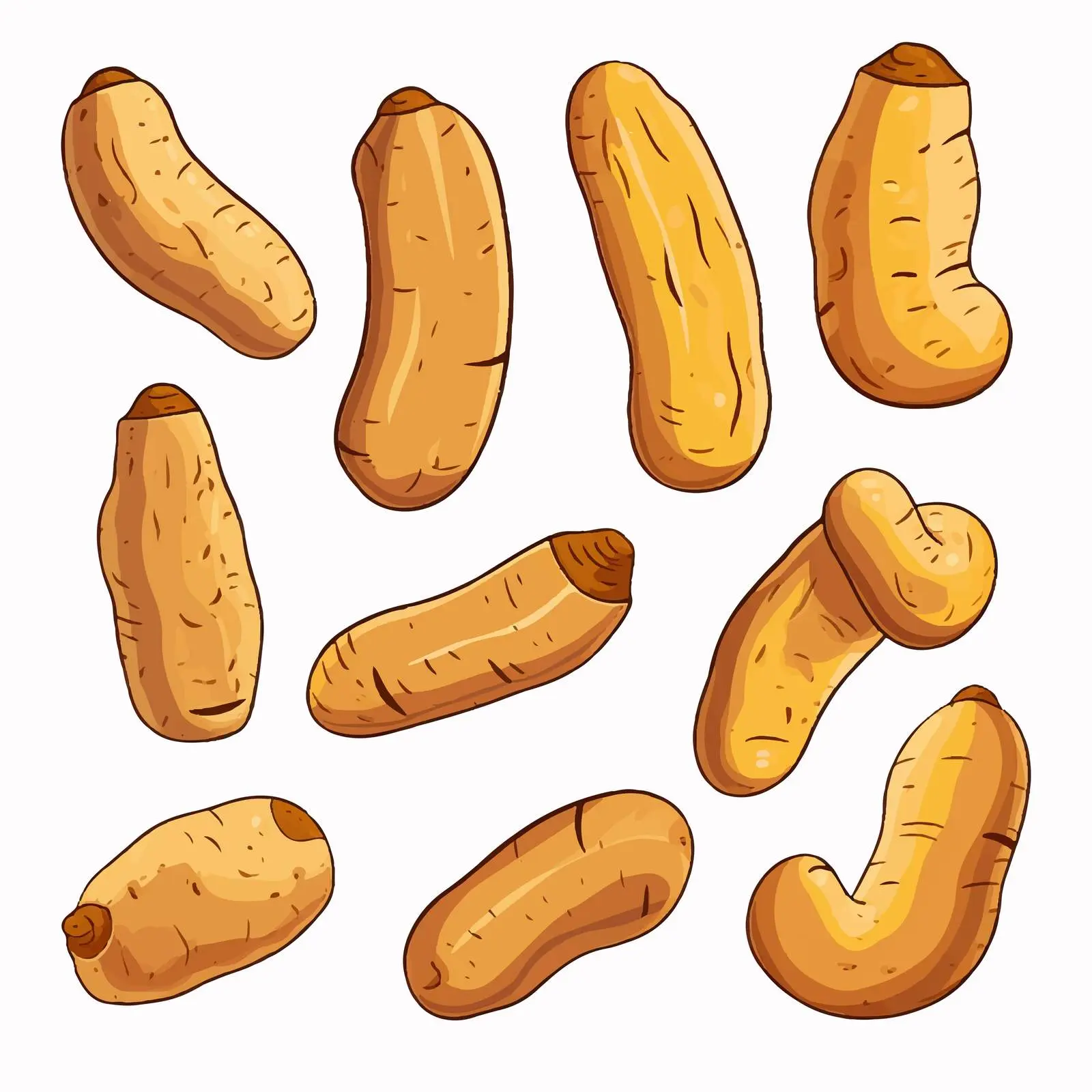Line Vector Illustration of Fresh Tubers — free download from Dotvec