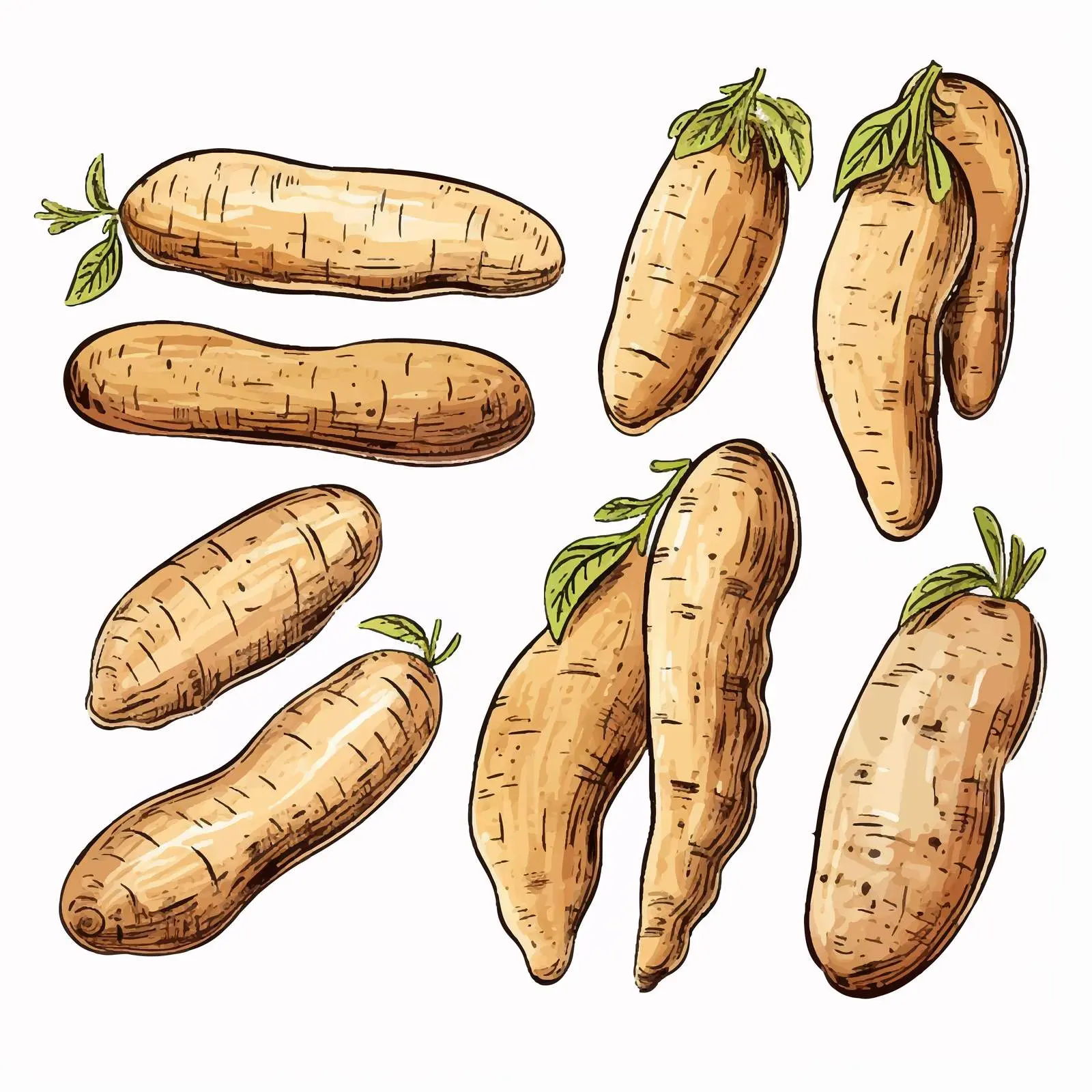 Vector Illustration of Isolated Tubers – free onions image from Dotvec