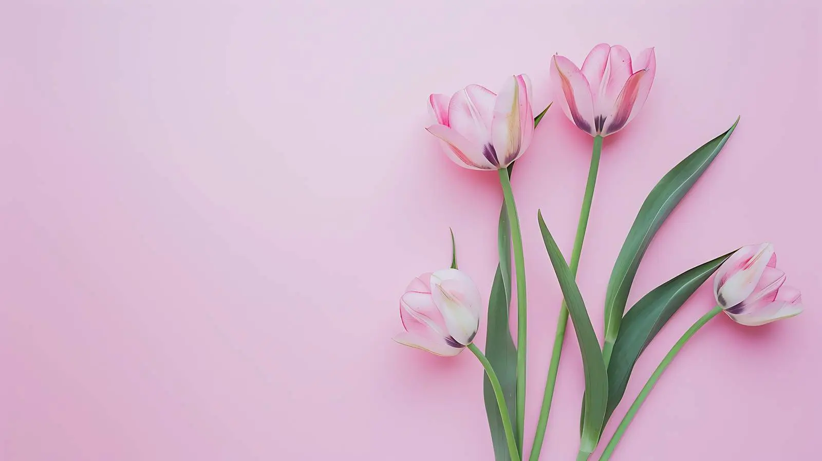 Tulip Flower on Pastel Pink Background — free download from Dotvec