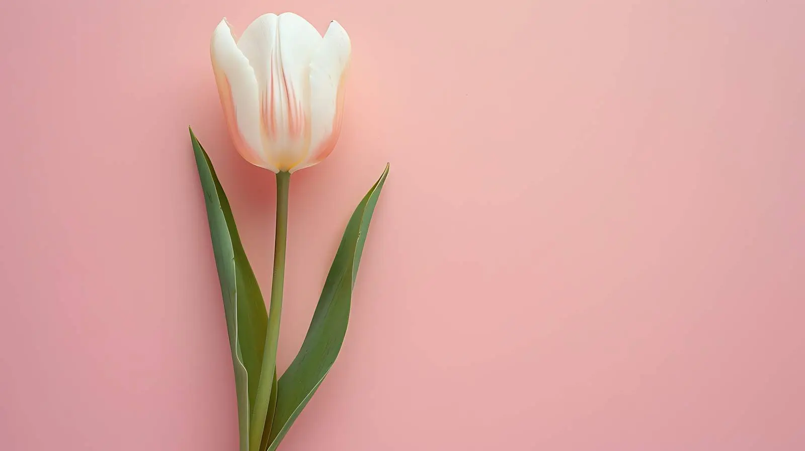 Elegant Tulip on Pastel Pink Background — free download from Dotvec