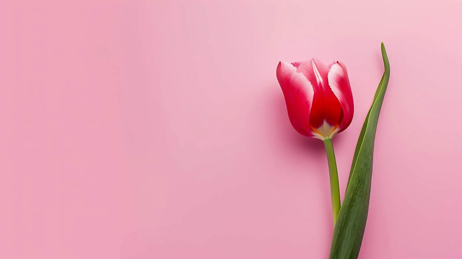 Tulip Flower on Pastel Pink Background — free download from Dotvec