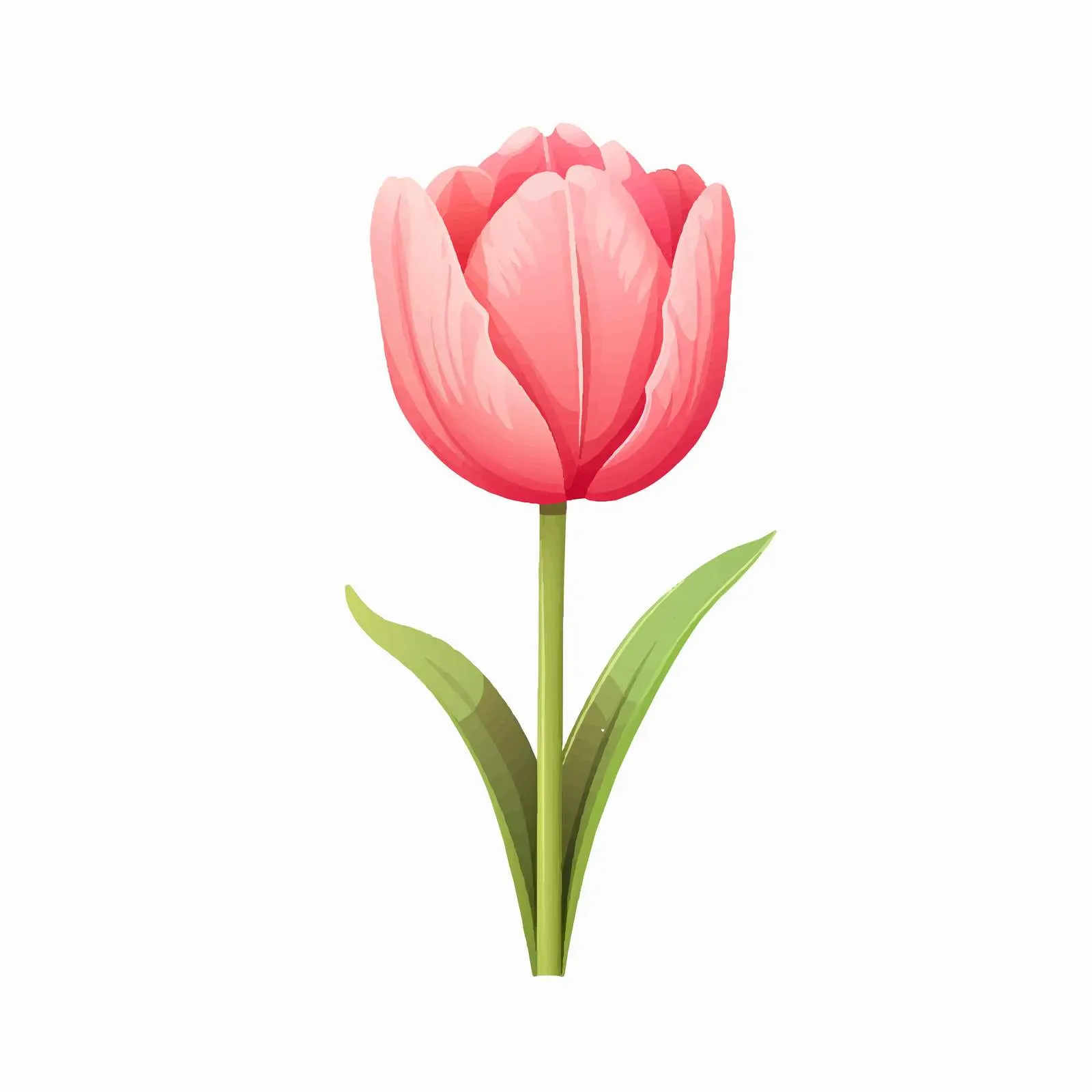 Tulip Flower Vector Illustration on White Background — free download from Dotvec