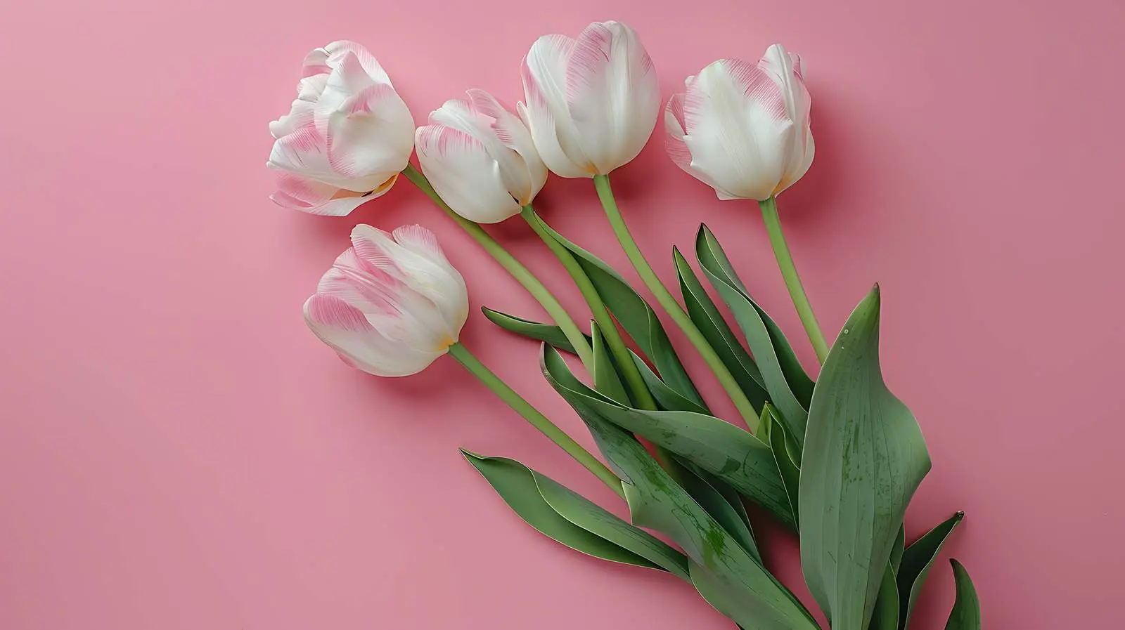 Tulip Bouquet on Pastel Blue Background — free download from Dotvec
