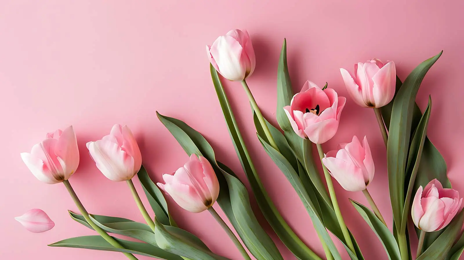 Tulip Bouquet on Pastel Pink Background — free download from Dotvec