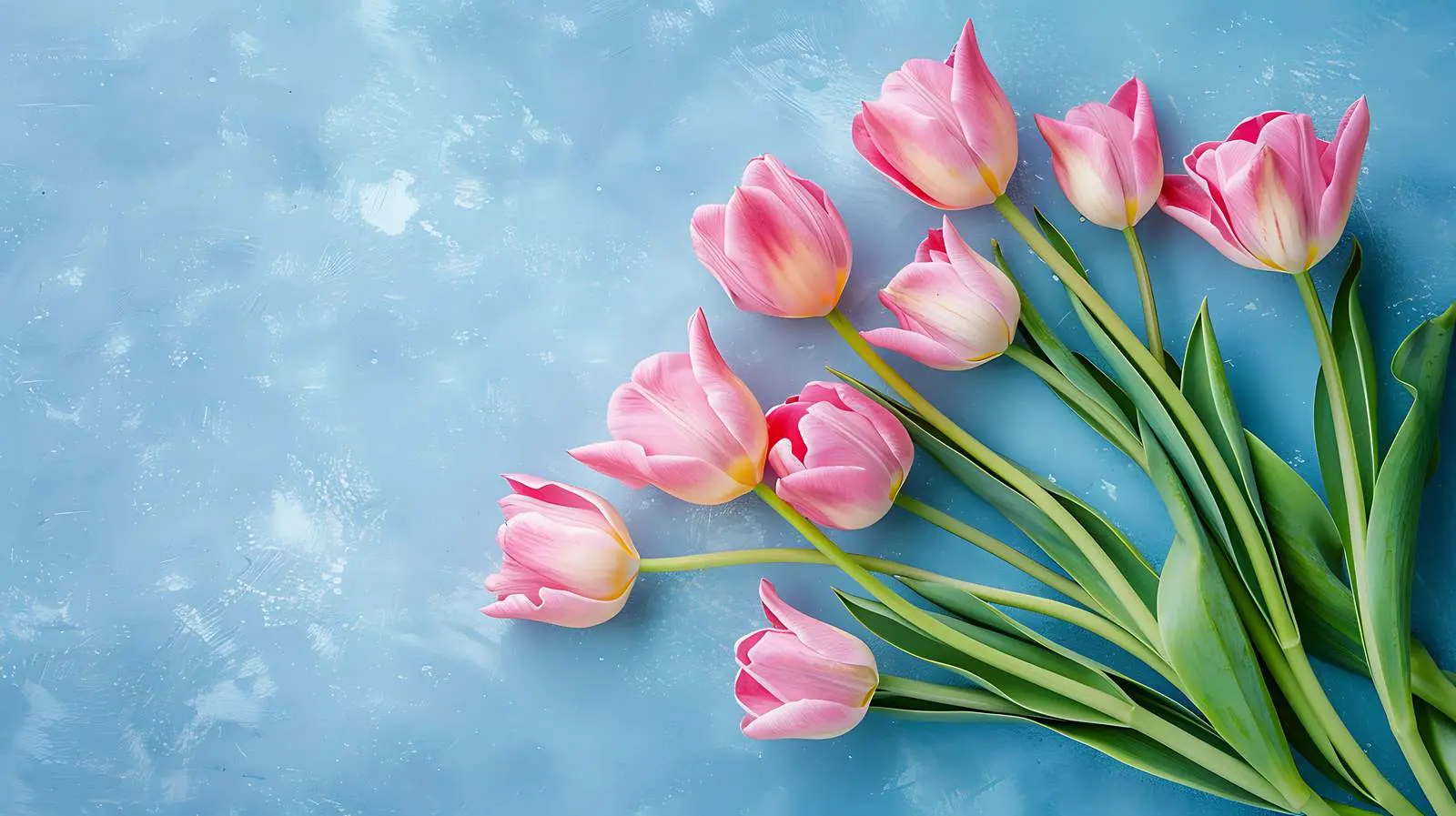 Tulip Bouquet on Pastel Pink Background — free download from Dotvec