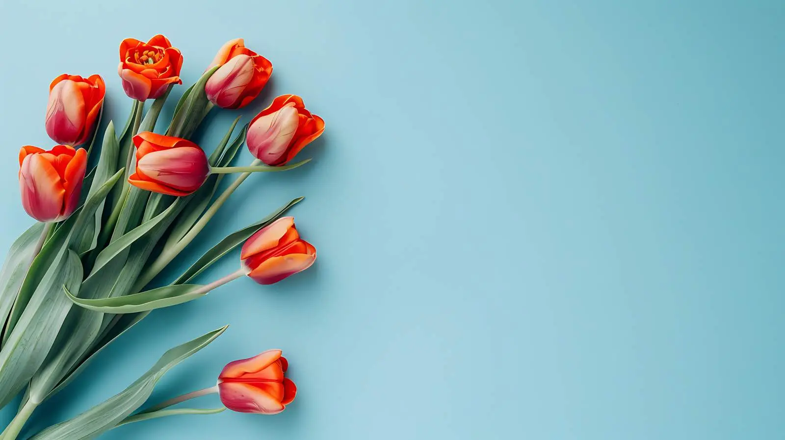 Tulip Bouquet on Pastel Pink Background – free pastel pink image from Dotvec