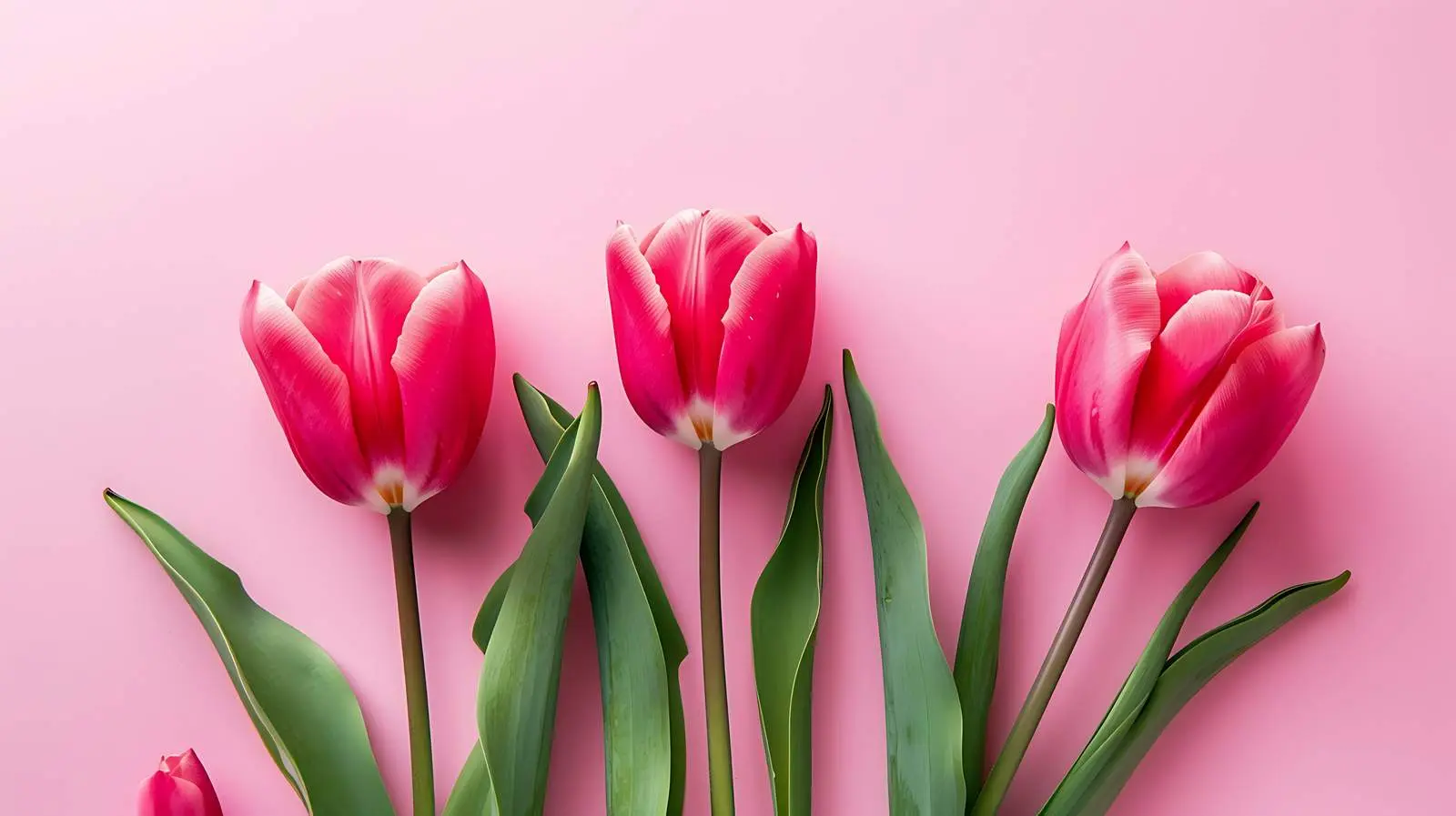 Tulip Flowers on Pink Background Flat Lay — free download from Dotvec