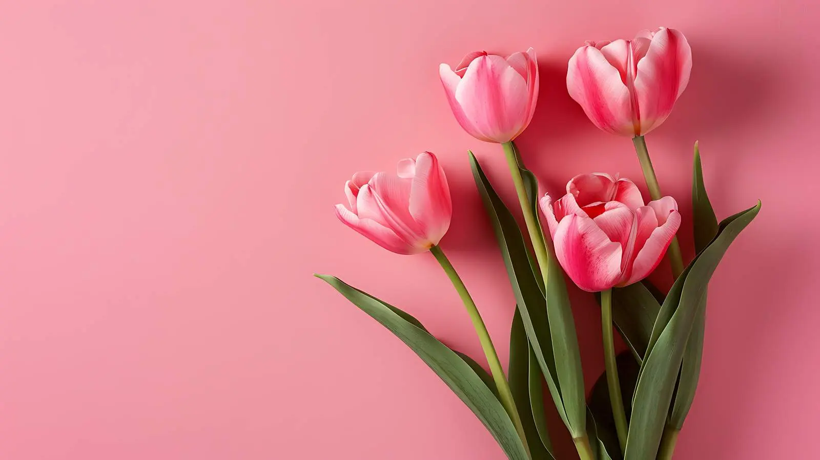 Tulip Flowers on Pink Background - Minimalist Design — free download from Dotvec