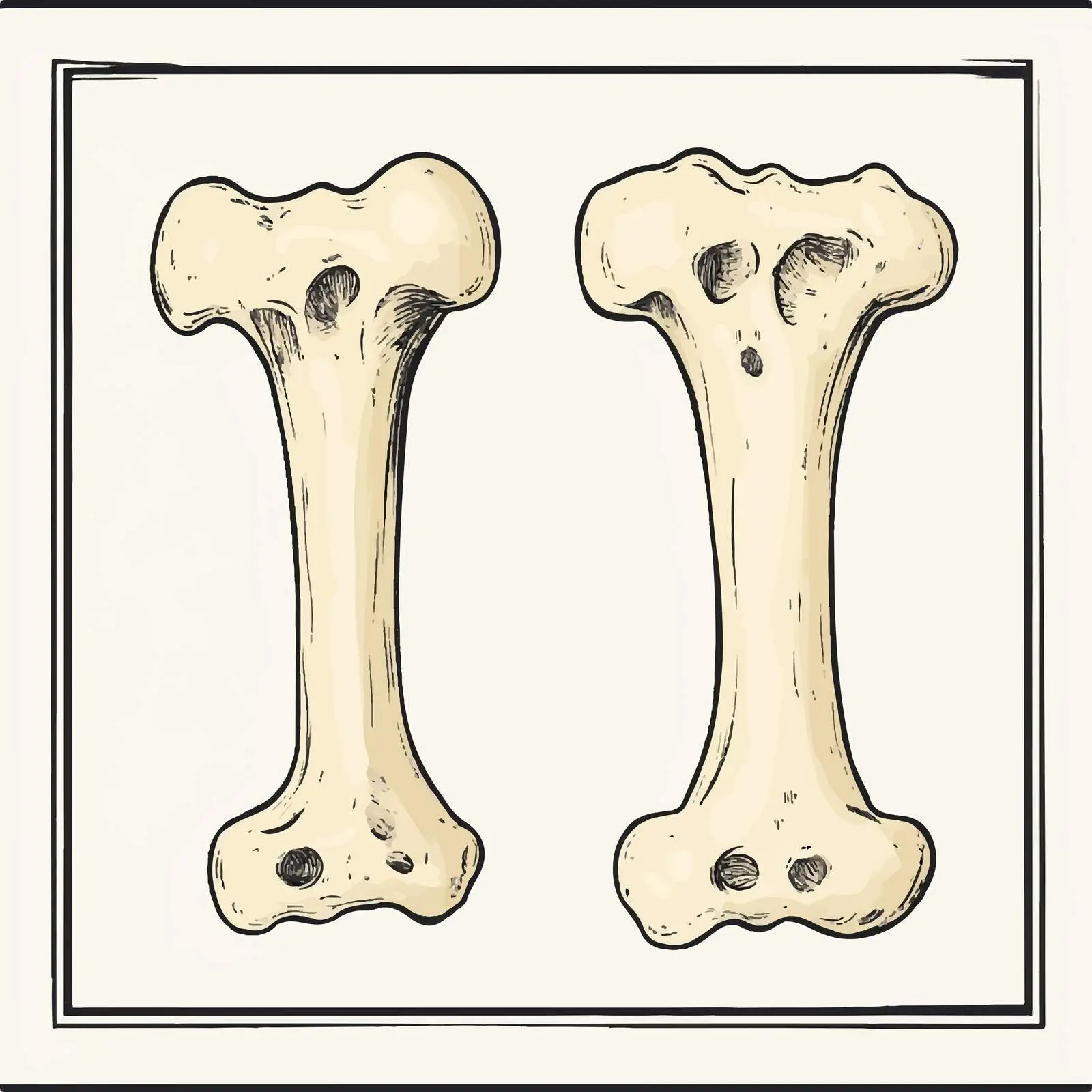 Hand-Drawn Cartoon Bone Vector Illustration free images image from Dotvec