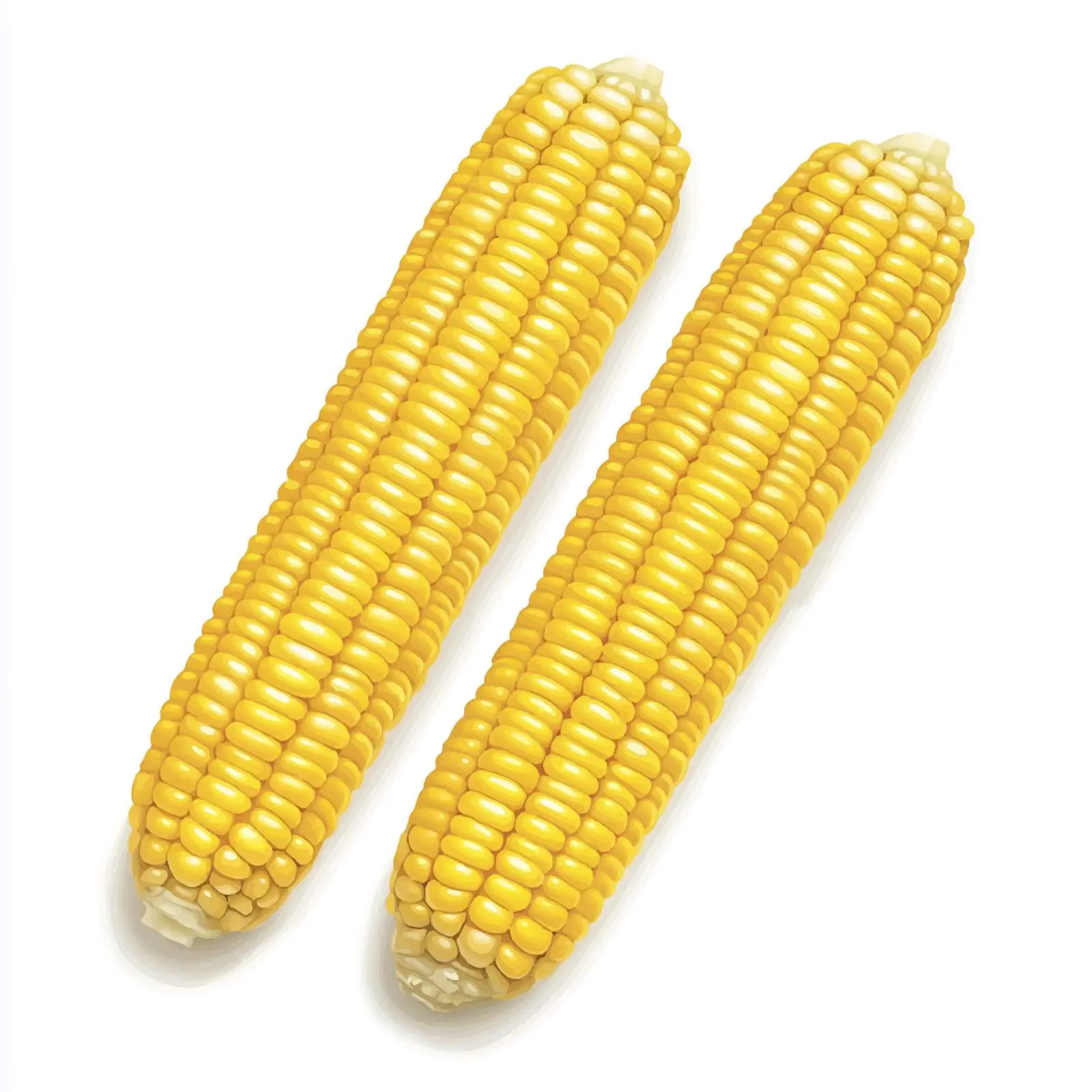 Isolated Vector of Two Corncobs on White Background — free download from Dotvec