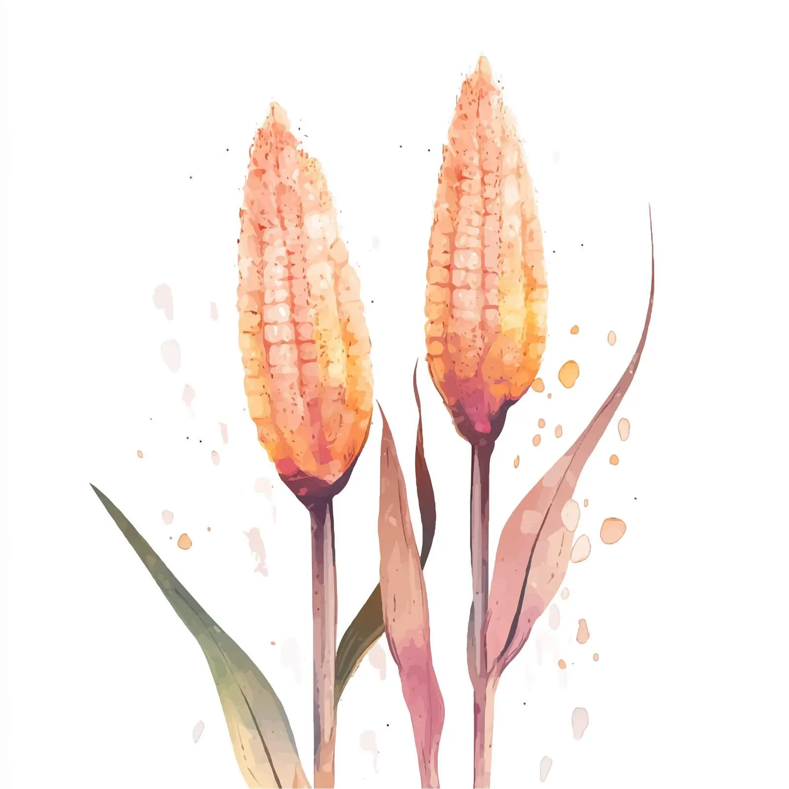 Isolated Vector of Two Corncobs — free download from Dotvec