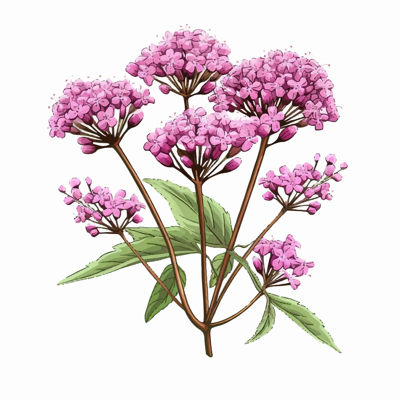 Valeriana Officinalis Realistic Botanical Illustration – free natural product image from Dotvec